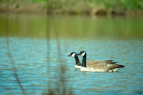 Fotografia Em Close Up De Dois Patos Na água