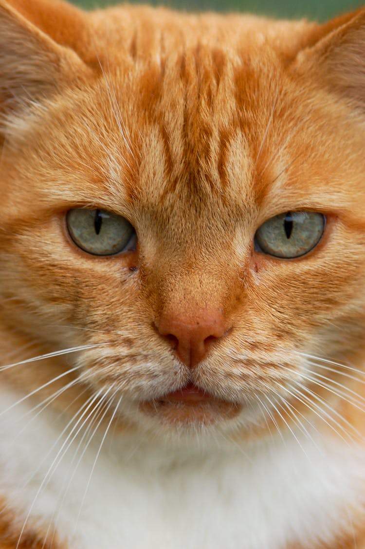 Portrait Of Red Cat