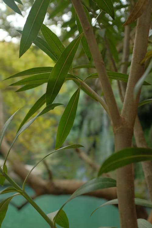 Close Up Photo of a Plant with Green Leaves