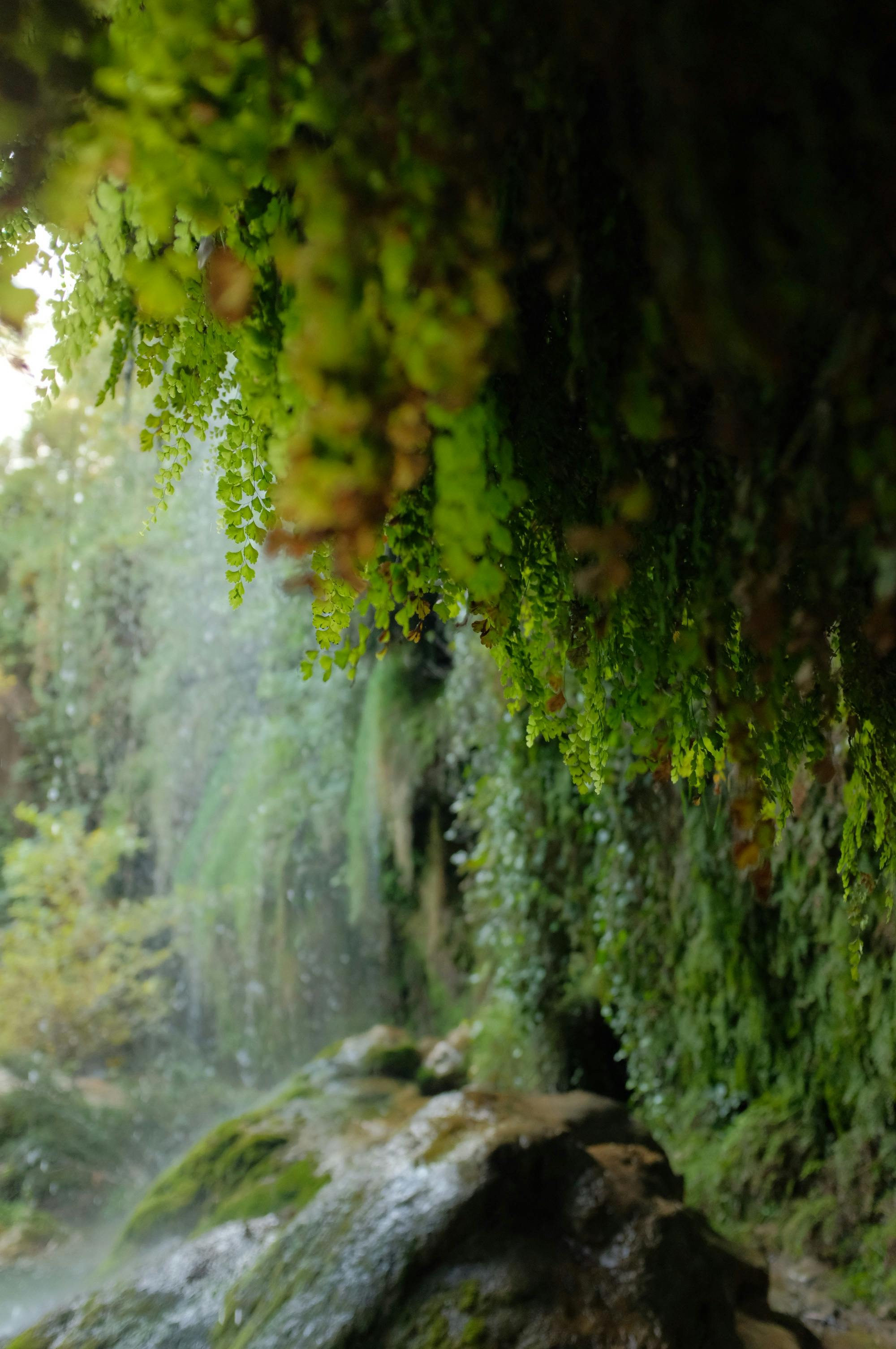 A serene waterfall surrounded by lush greenery and moss-covered rocks in a natural setting.