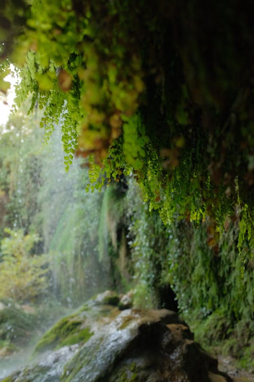 Waterfall in Forest Waterfall in Forest 