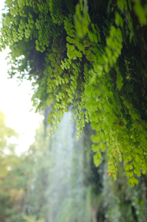 Close-up of Green Foliage 