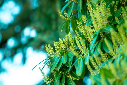 Free A detailed close-up of lush greenery with budding flowers, depicting nature's vibrant beauty. Stock Photo