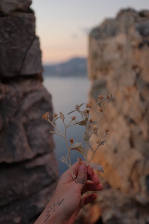 Person Holding Flower Plant Near Rock Formations