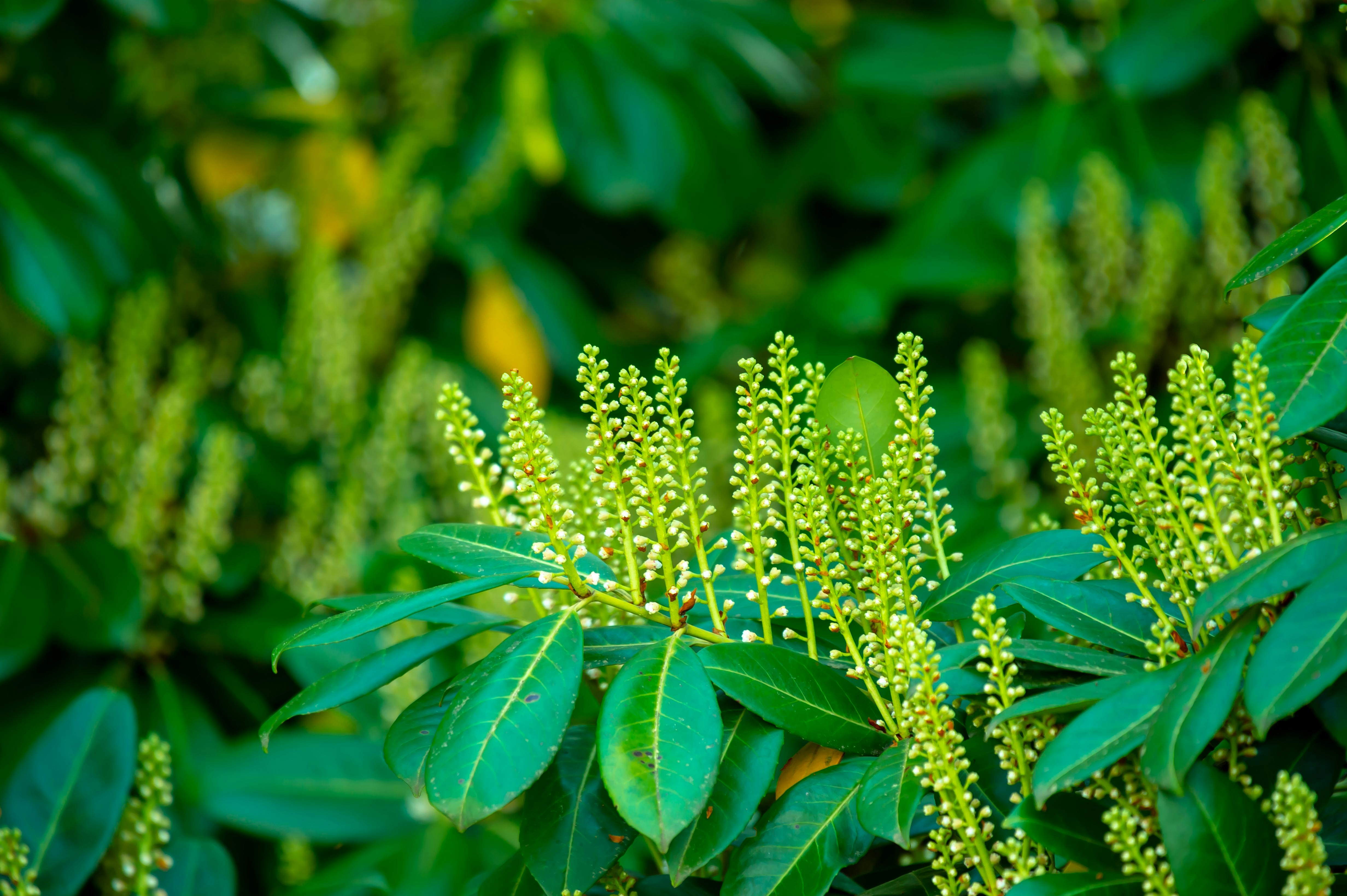 郁郁葱葱的树叶与发芽的花朵充满活力的特写，非常适合自然主题