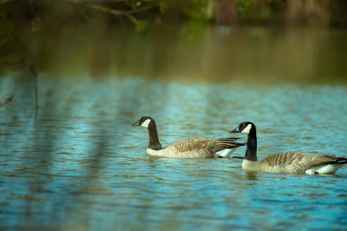 Two Gray Canada Goose on River
