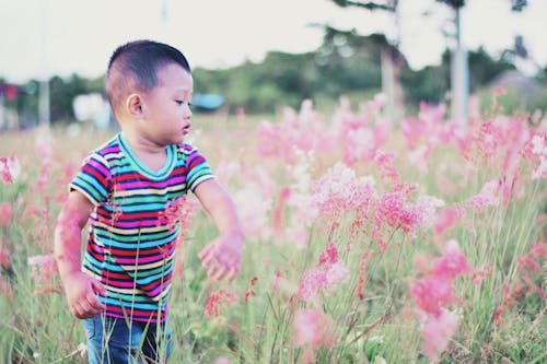 Boy Standing Surrounded by Bed of Red Petal Flower