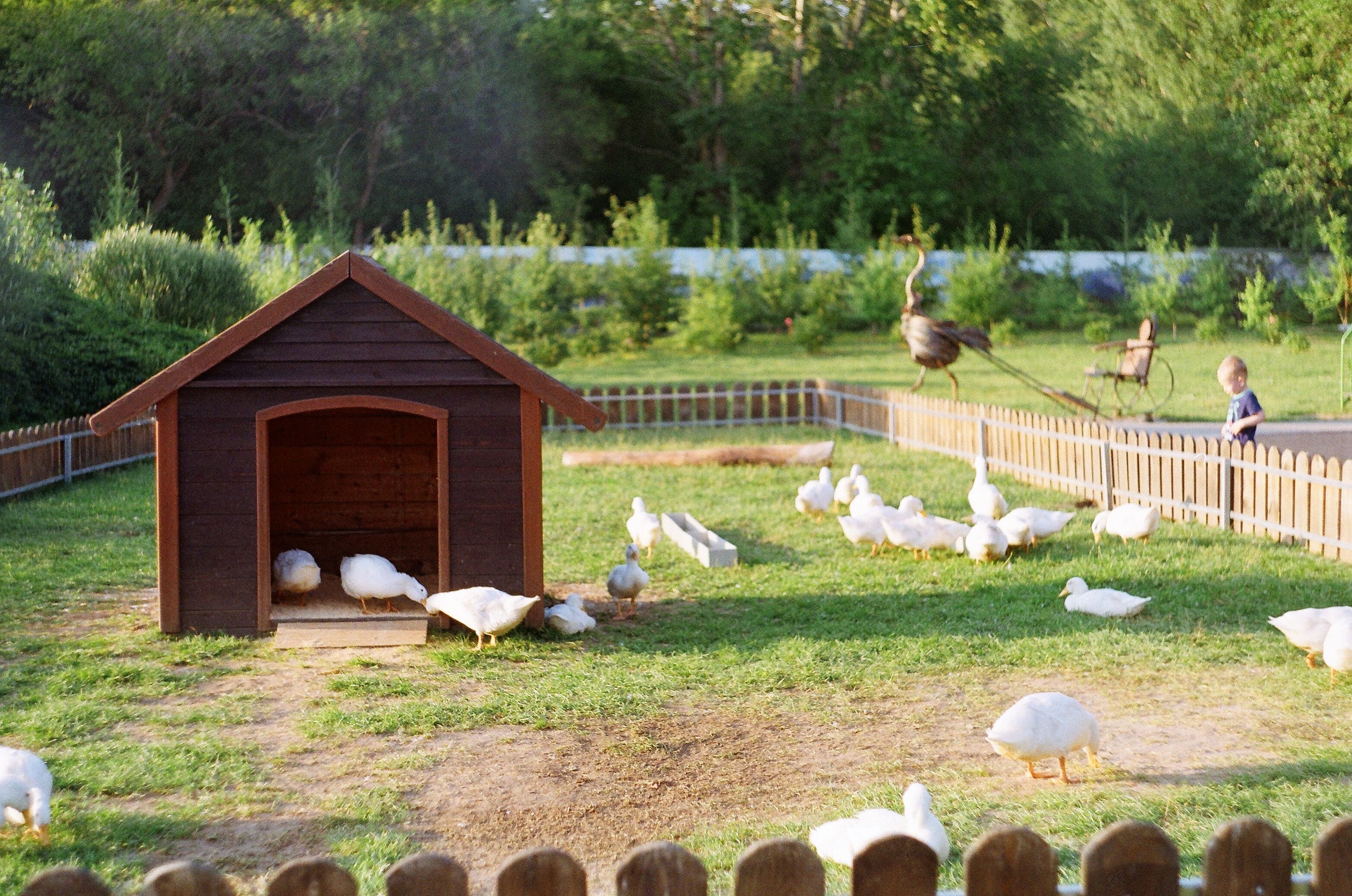 Keeping Ducks