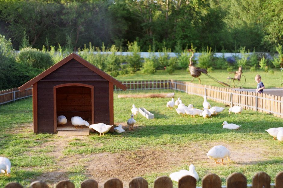 Illustration for Housing of farm animals in Livestock Management