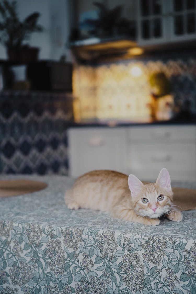 Cat Laying On Kitchen Table