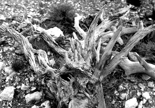 Free Grayscale Photography of Driftwood Stock Photo