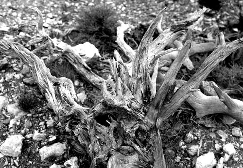 Free Black and white photo of textured driftwood and dry branches in Arizona's Grand Canyon North Rim. Stock Photo