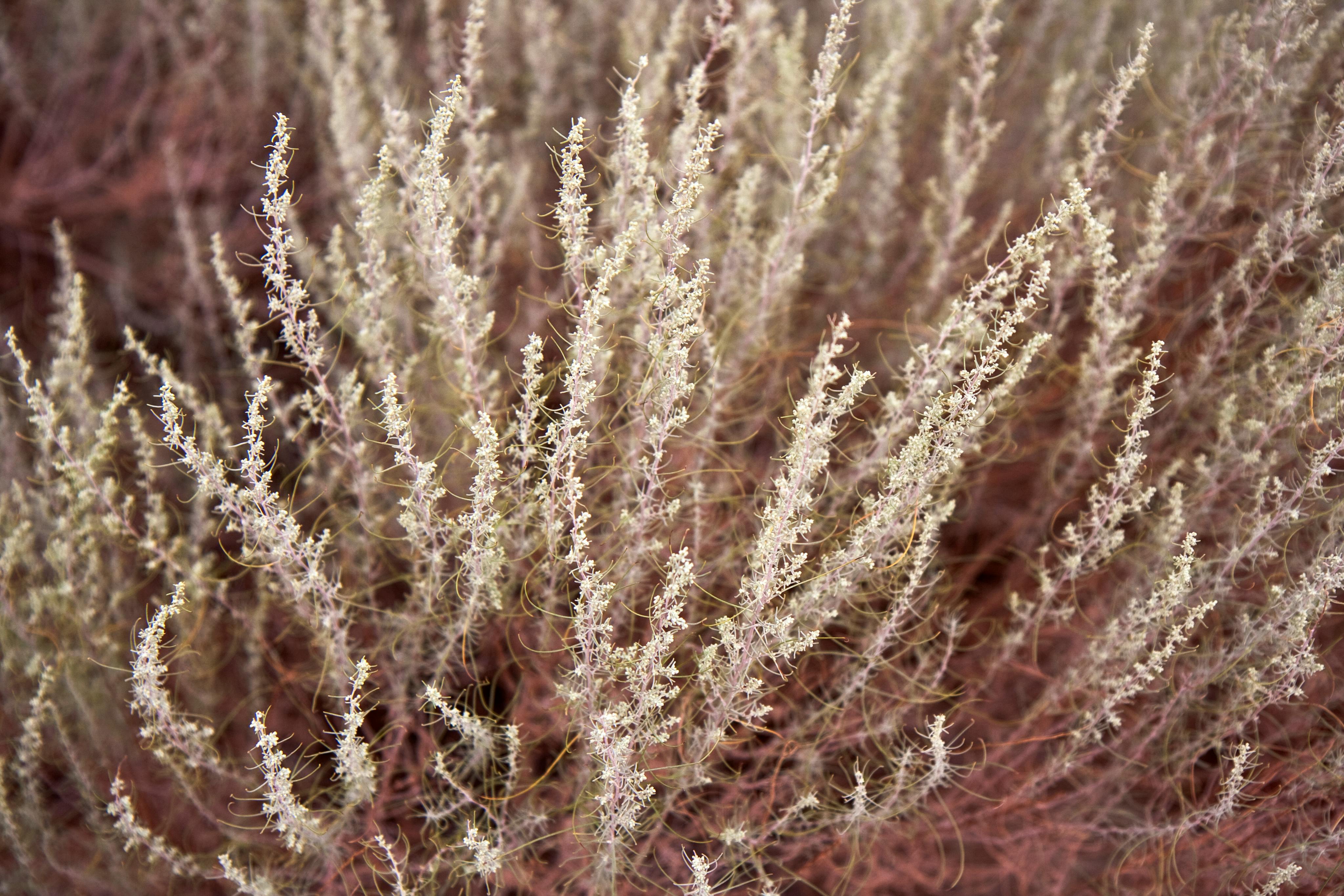 犹他州奥兰治维尔的干燥沙漠灌木自然环境非常适合自然和植物主题