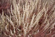 犹他州奥兰治维尔的干燥沙漠灌木自然环境非常适合自然和植物主题