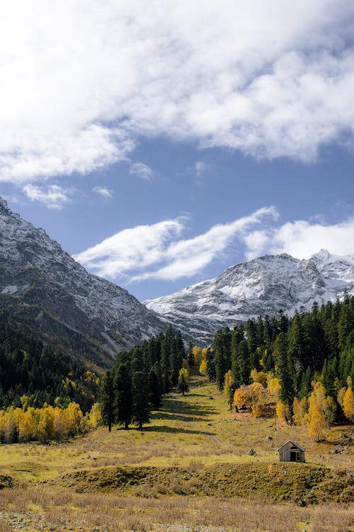 Green Pine Trees Near Mountains Under the Sky