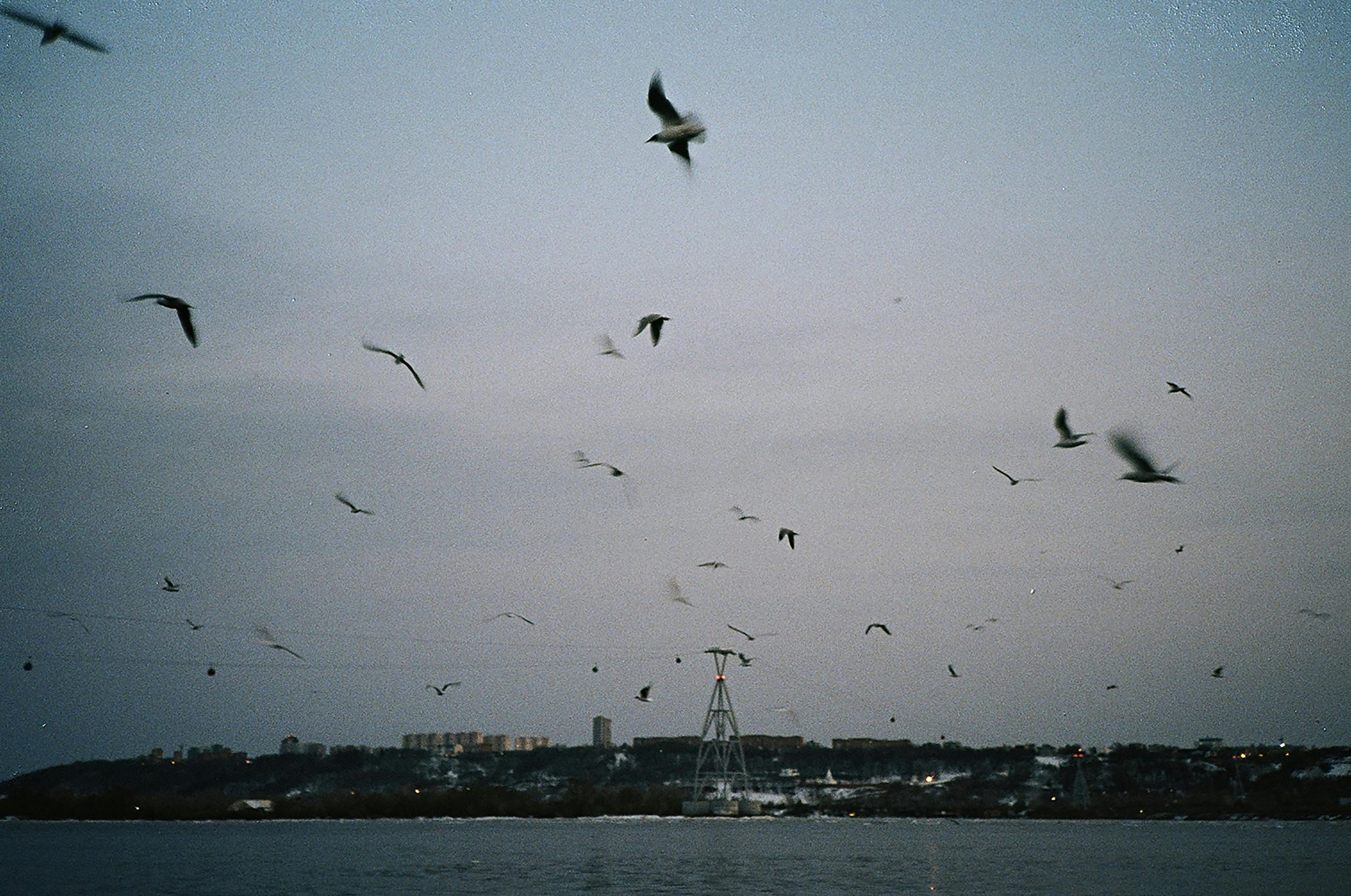 Flock of seagulls soaring in the twilight sky over a calm sea with a distant cityscape.