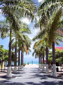 在晴朗的蓝天下，沿着通往圣马丁岛海滩的宁静棕榈树人行道探索