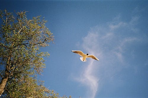 Základová fotografie zdarma na téma křídla, létání, modrá obloha
