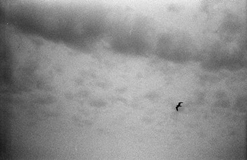 
A Grayscale of a Bird Flying under a Cloudy Sky