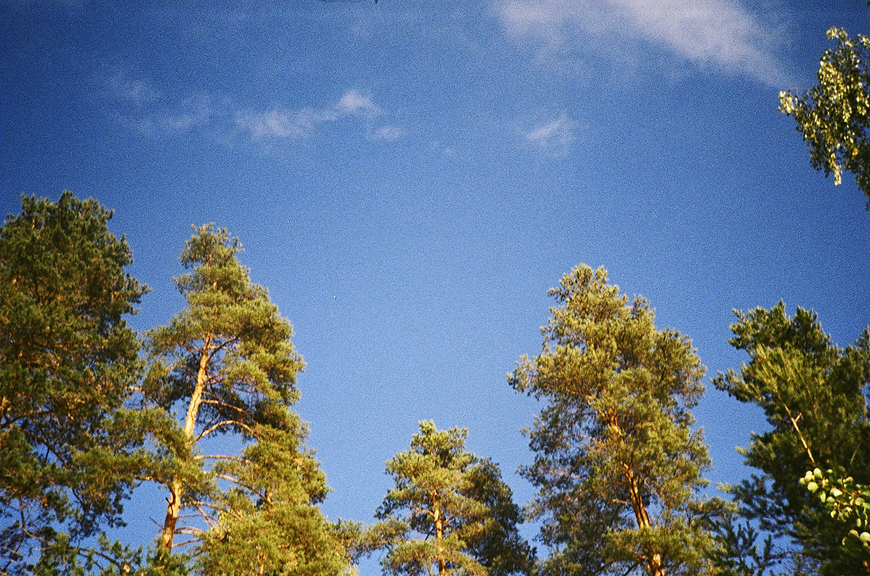 Trees Under the Blue Sky · Free Stock Photo