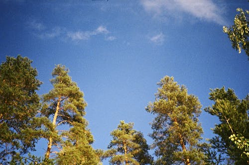 Free Trees Under the Blue Sky Stock Photo