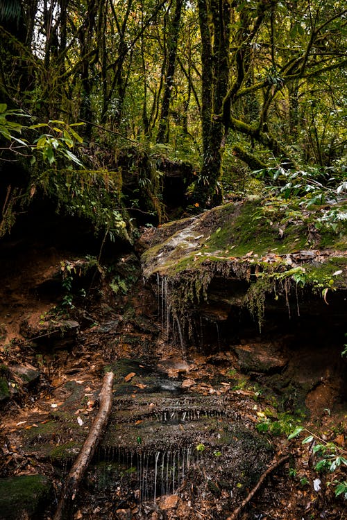 Ingyenes stockfotó dzsungel háttér, esőerdő, fák témában