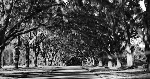 Foto d'estoc gratuïta de a l'aire lliure, arbres, blanc i negre