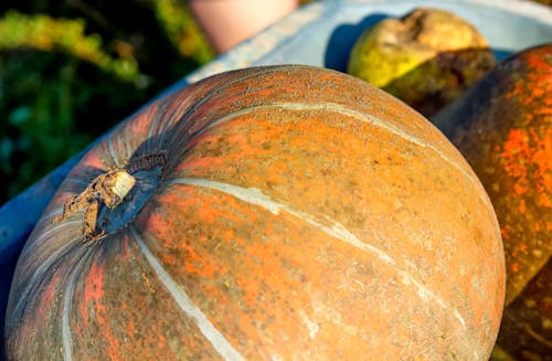 Free stock photo of autumn, fall, halloween