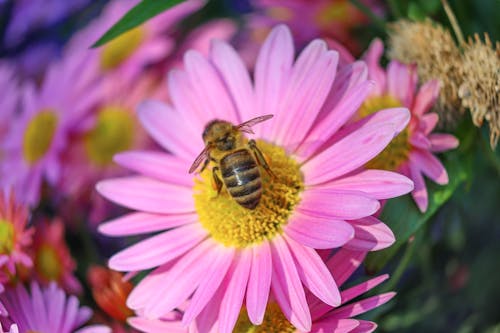 Free stock photo of beautiful flower, beauty of nature, bee