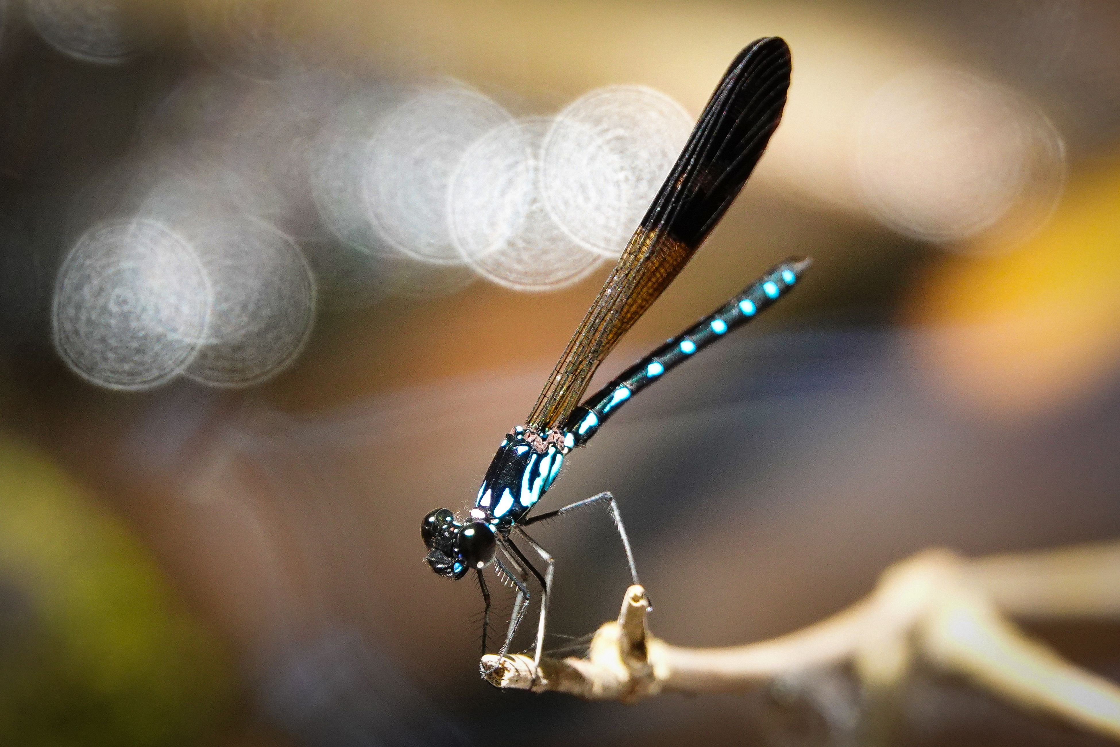 A Close-Up Shot of a Dragonfly · Free Stock Photo
