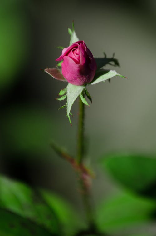 Free Close Up Photo of a Pink Rose Stock Photo