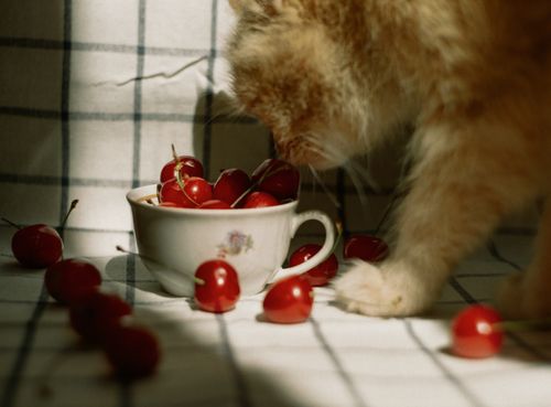 Free A curious cat investigates ripe cherries in a sunlit room, creating a playful scene indoors. Stock Photo