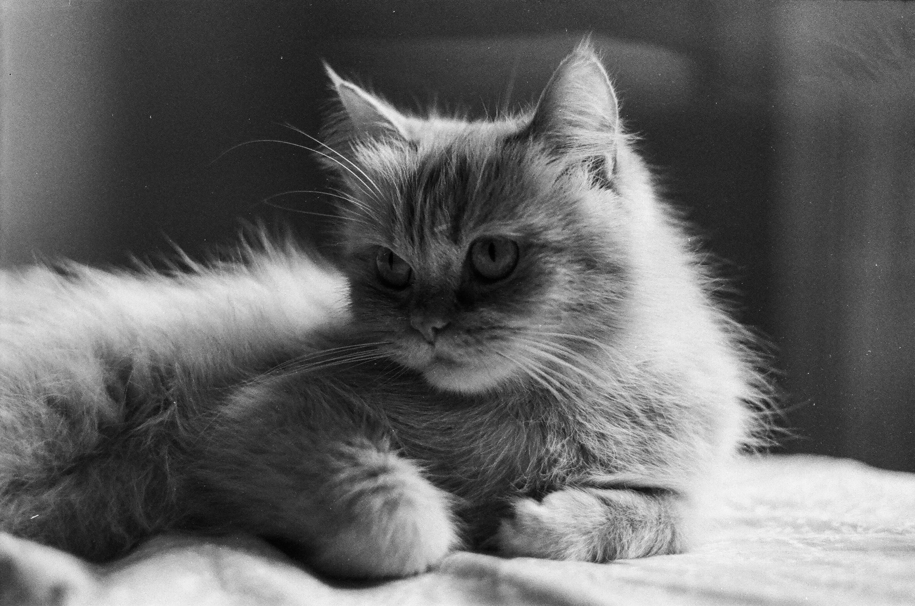 A close-up artistic black and white portrait of a fluffy Persian cat indoors.