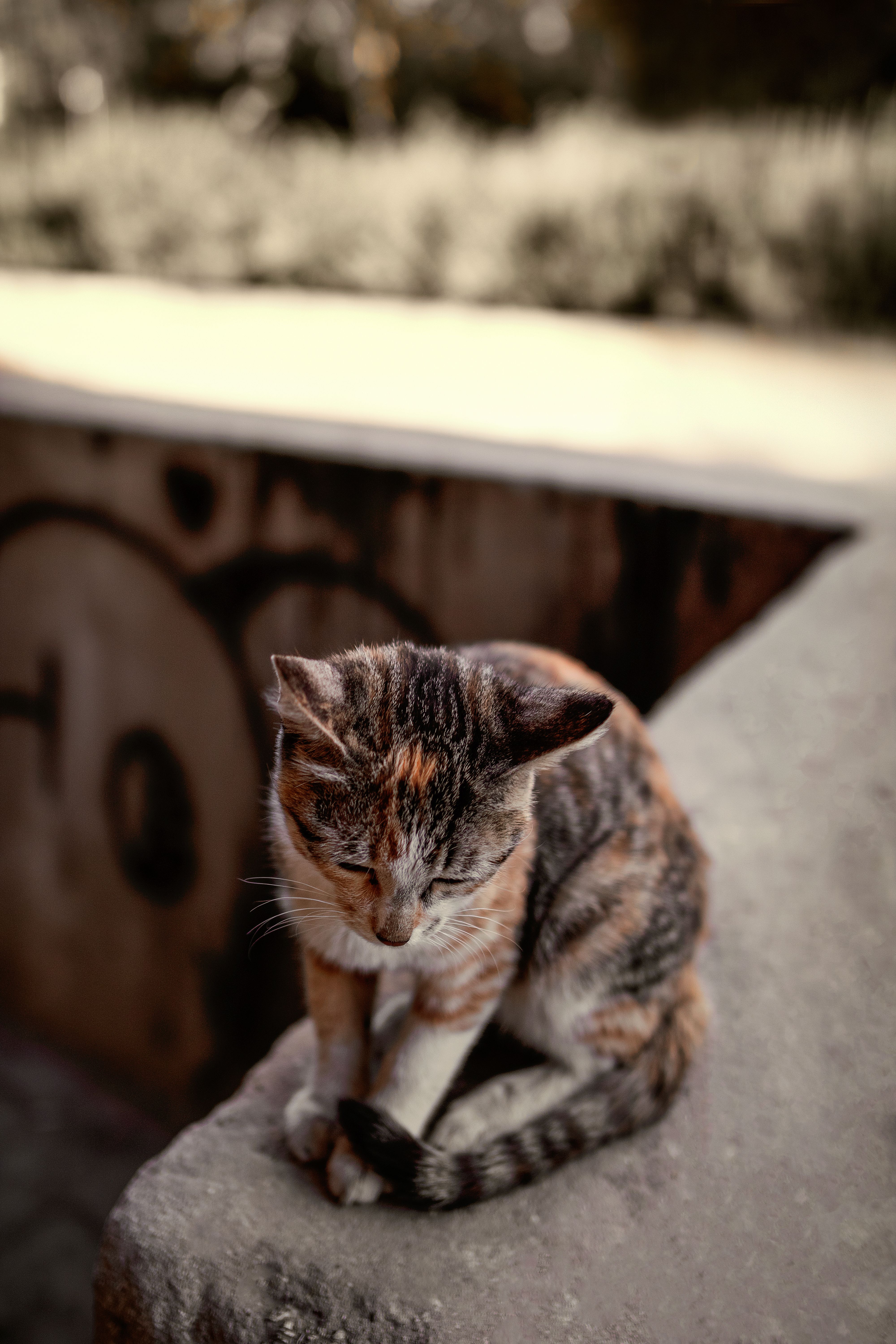 A Cute Cat Sitting on a Concrete Floor · Free Stock Photo