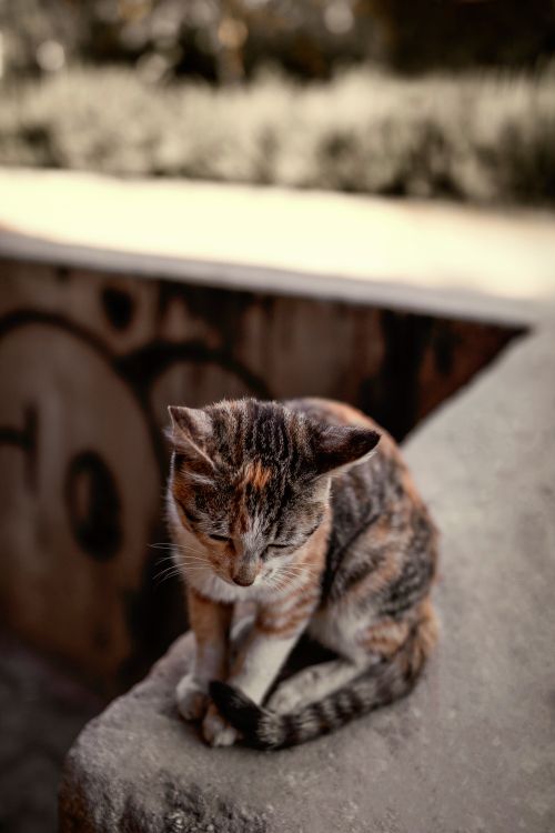Free Peaceful tabby cat sitting on a concrete ledge, basking in sunlight with blurred background. Stock Photo