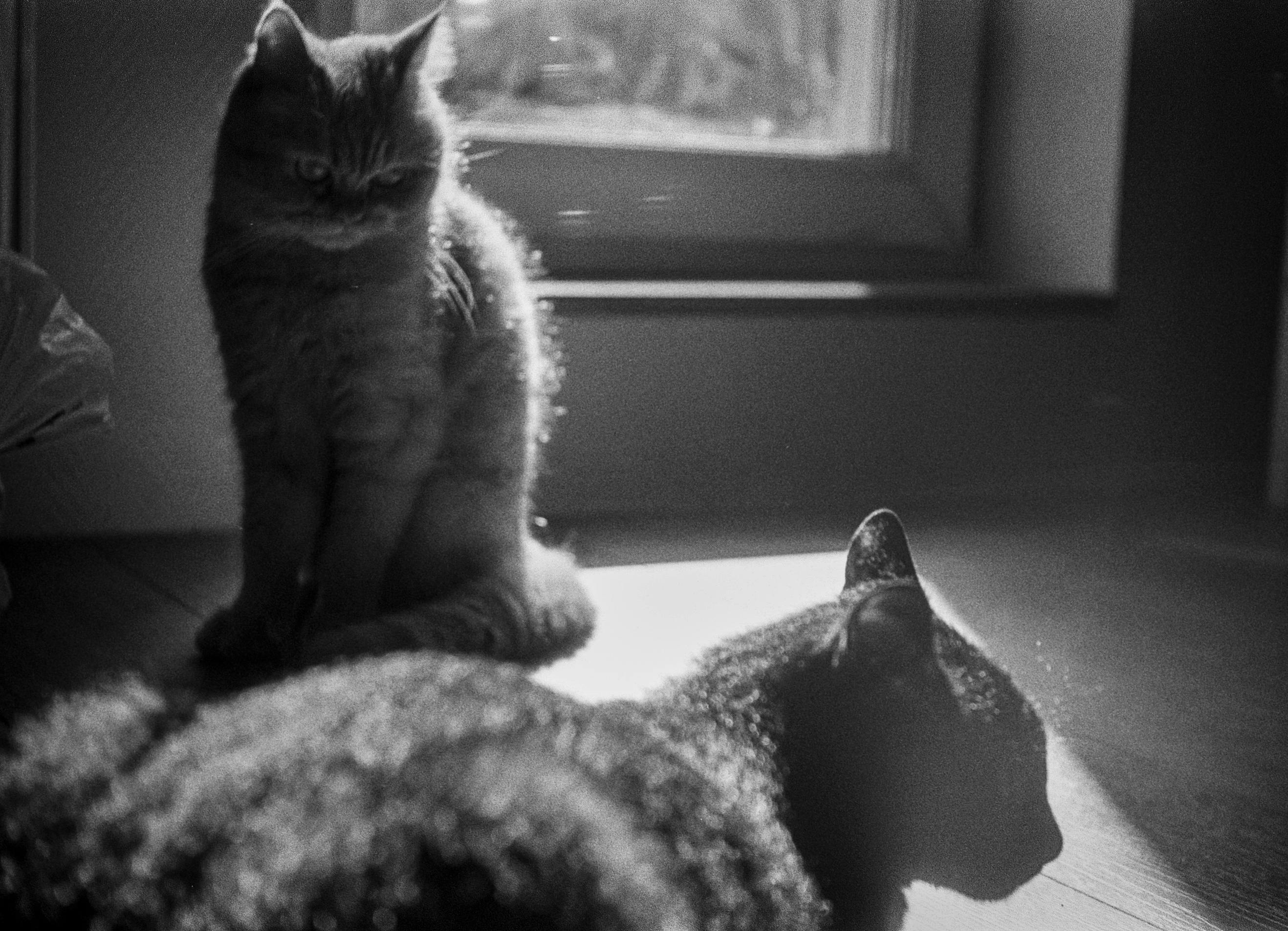 Two cats sitting in sunlight indoors, captured in black and white.