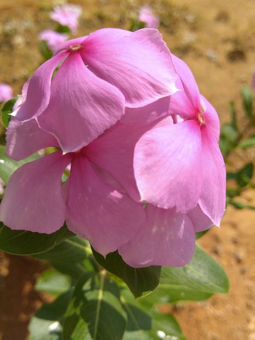 Бесплатное стоковое фото с цветок