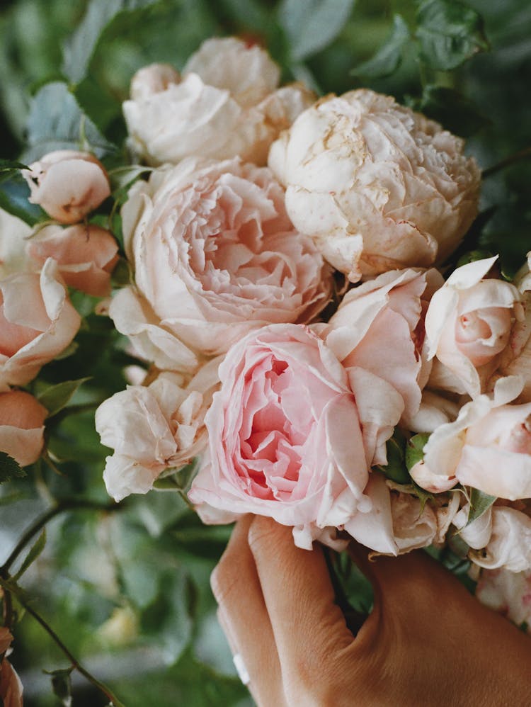 Cluster Of Beautiful Roses