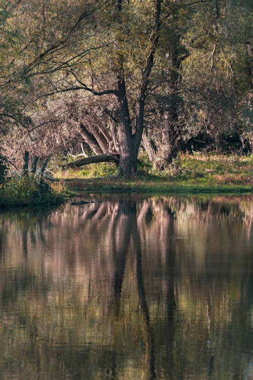 Darmowe zdjęcie z galerii z drzewo, jezioro, na dworze