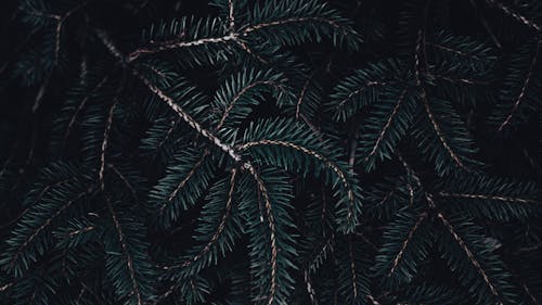 A Close-Up Shot of a Pine Tree