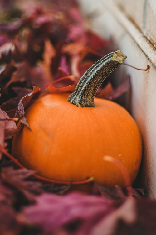 Free A vibrant orange pumpkin nestled among dried, colorful autumn leaves, captured in a rustic setting. Stock Photo