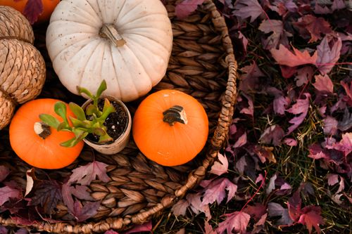 Free A rustic wicker basket filled with pumpkins, a potted plant, and autumn leaves. Stock Photo