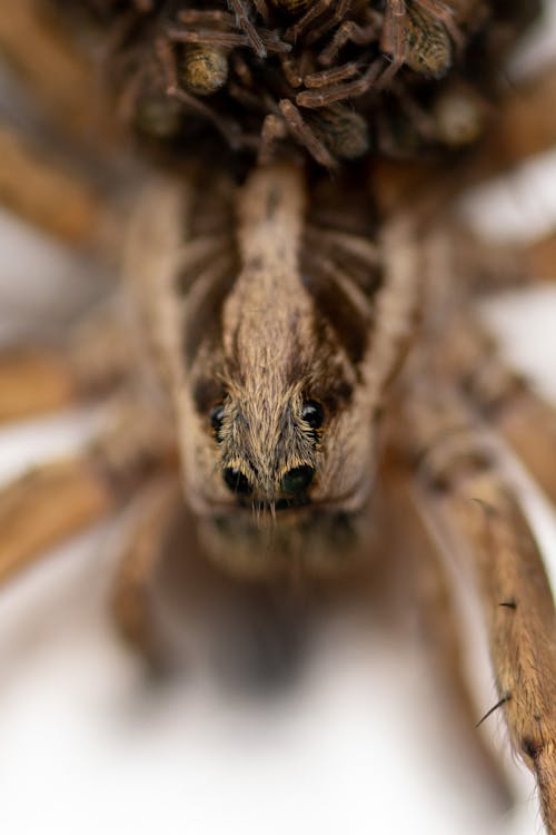 Kostenloses Stock Foto zu makro, nahansicht, spinne