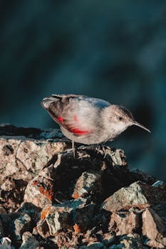 Beautiful wallcreeper bird with striking red and gray feathers perched on rocky surface.
