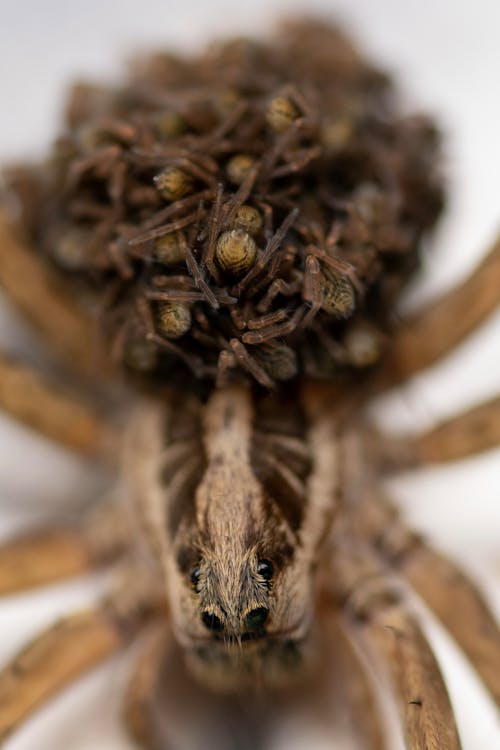 Darmowe zdjęcie z galerii z hogna radiata, pająki, pajęczak