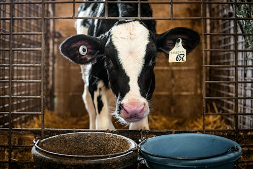 Black and White Cow Inside a Cage