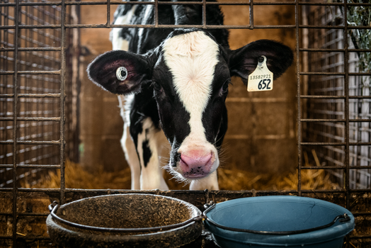 Holstein calf with ear tags inside a cage on a dairy farm, with buckets and hay.