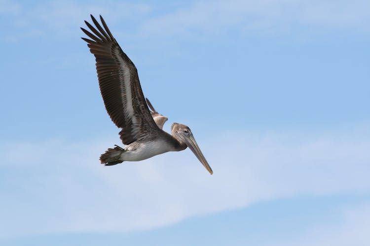 A Pelican Flying In The Sky