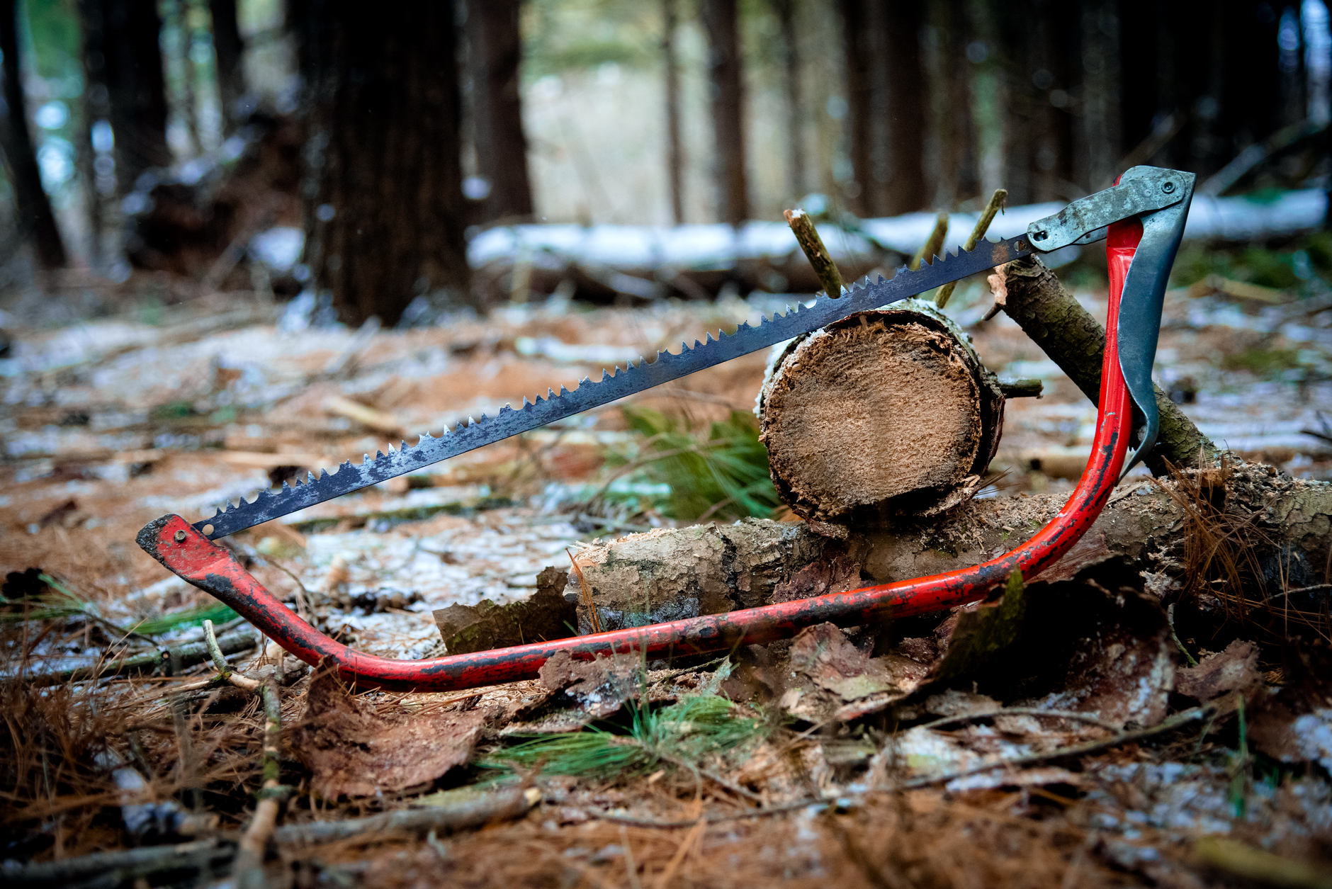 Best Saw for Cutting Trees in 2026: Chainsaws and Pole Saws
