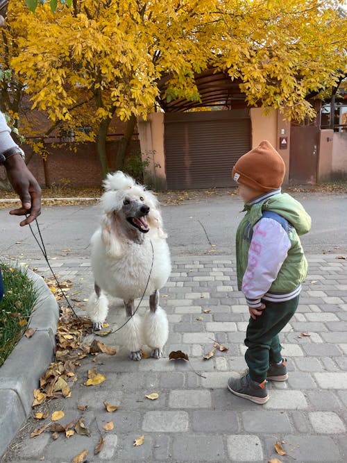 A Boy Standing Beside the Dog